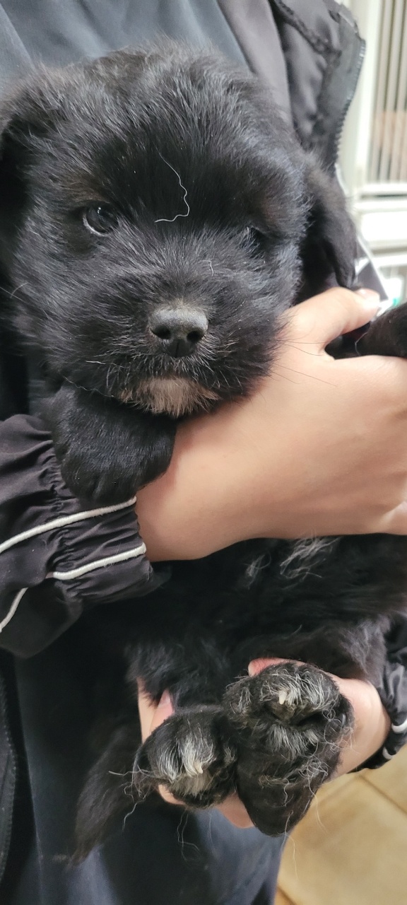 울산유기동물보호센터_431373202400115